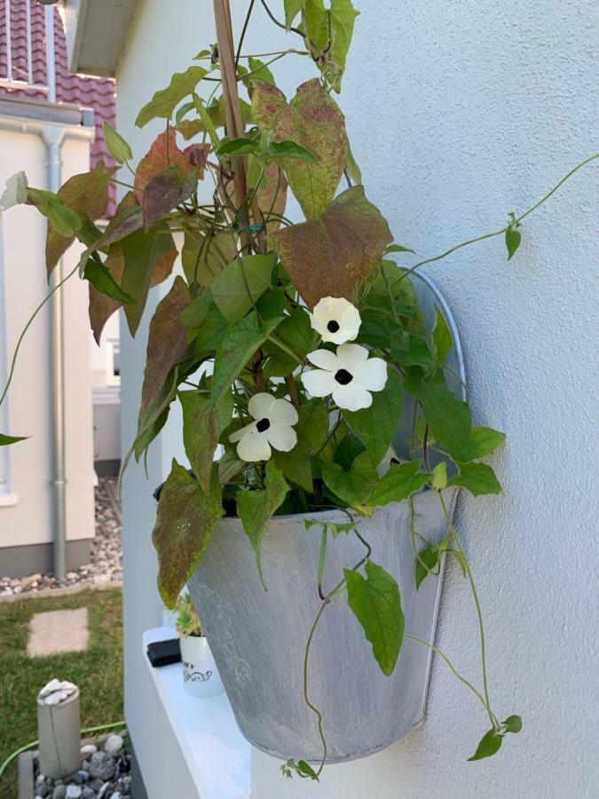 Apartmán Haus Vicus Greifswald Exteriér fotografie